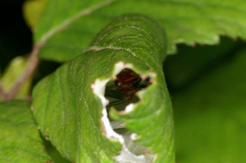 Cheiracanthium_erraticum_D5016_Z_88_Les Gris_Frankrijk.jpg